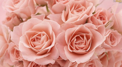 Finados: Preço da coroa de flores pode variar de R$ 120,00 até R$ 220,00 em Campina Grande